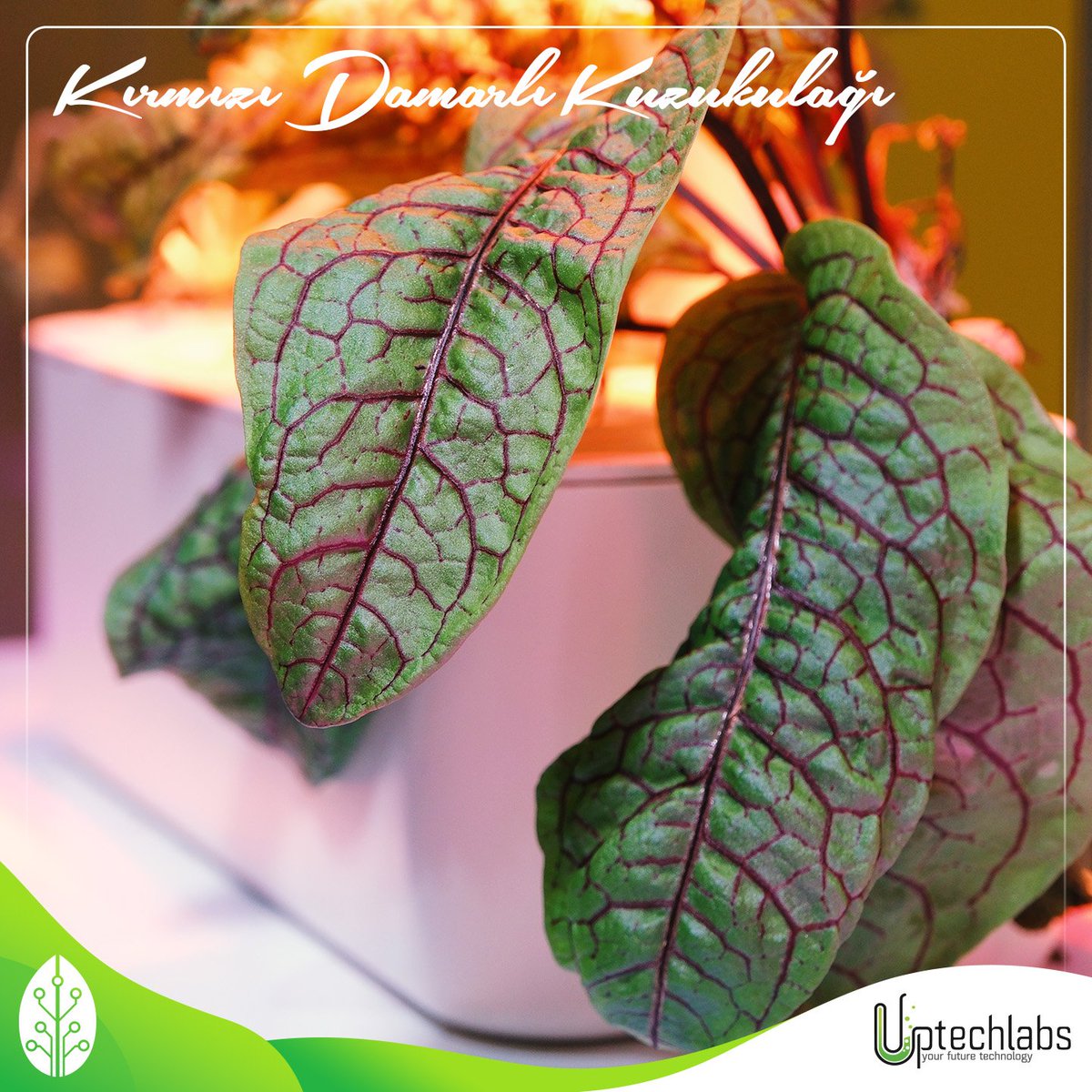 Uptechlabs tweet media