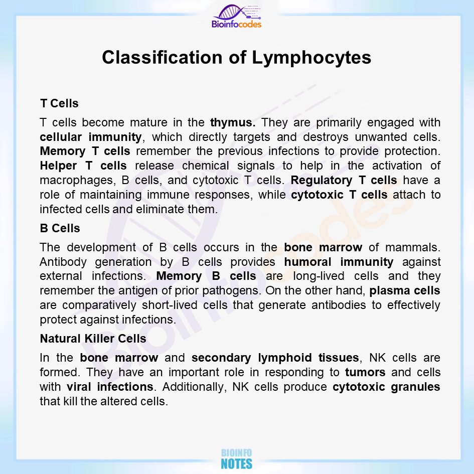 Lymphocytes, a type of white blood cell, are classified into T cells, B cells, and natural killer (NK) cells, each with distinct functions in the immune system. New #bioinfonotes about Classification of Lymphocytes has been published!

#lymphocytes #whitebloodcells #Tcells…