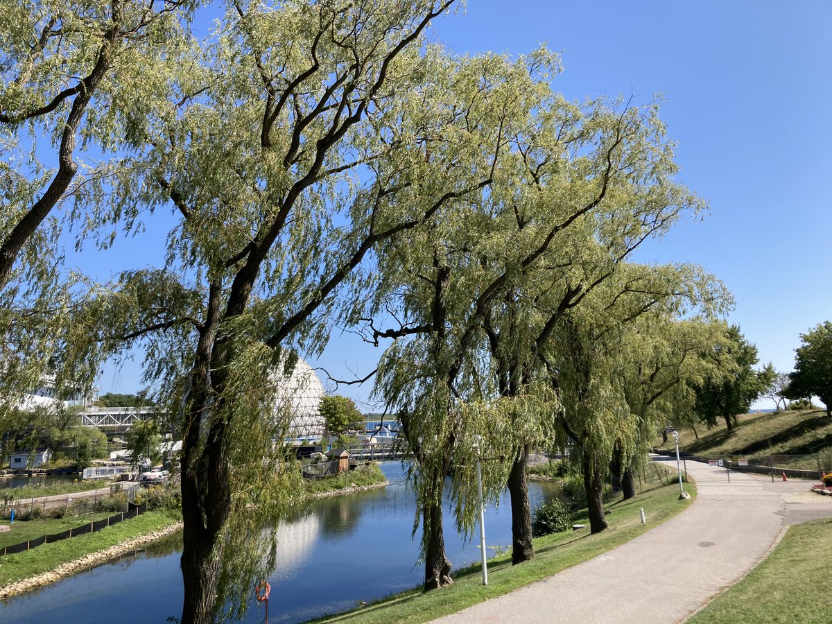 #OntarioPlace today. Saying hi to some trees.