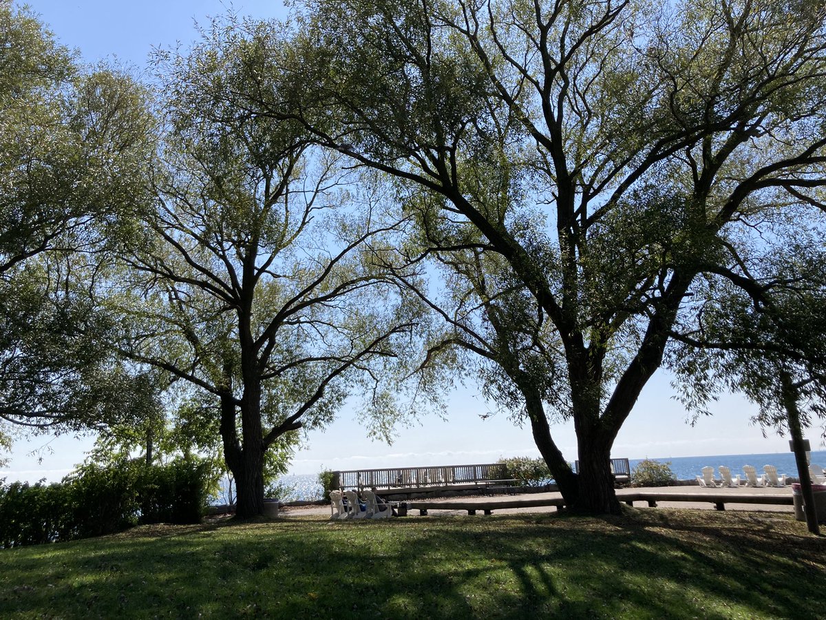 g_meslin's tweet image. #OntarioPlace today.
Saying hi to some trees.