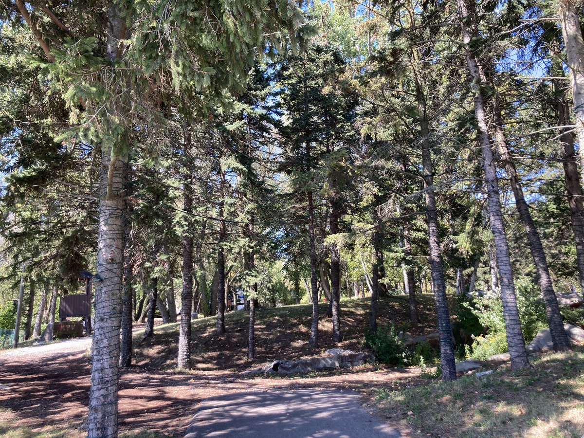 g_meslin's tweet image. #OntarioPlace today.
Saying hi to some trees.