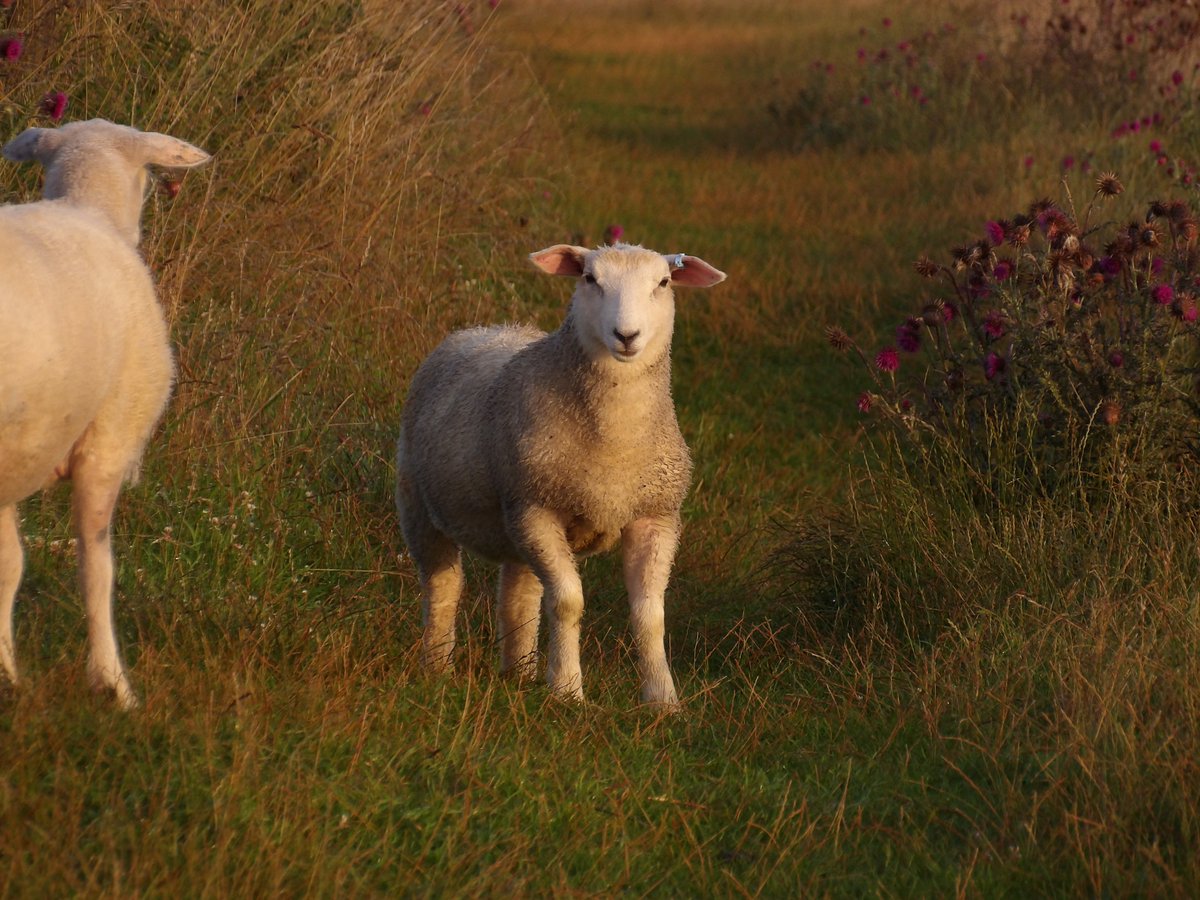 Some things are worth getting up early for...