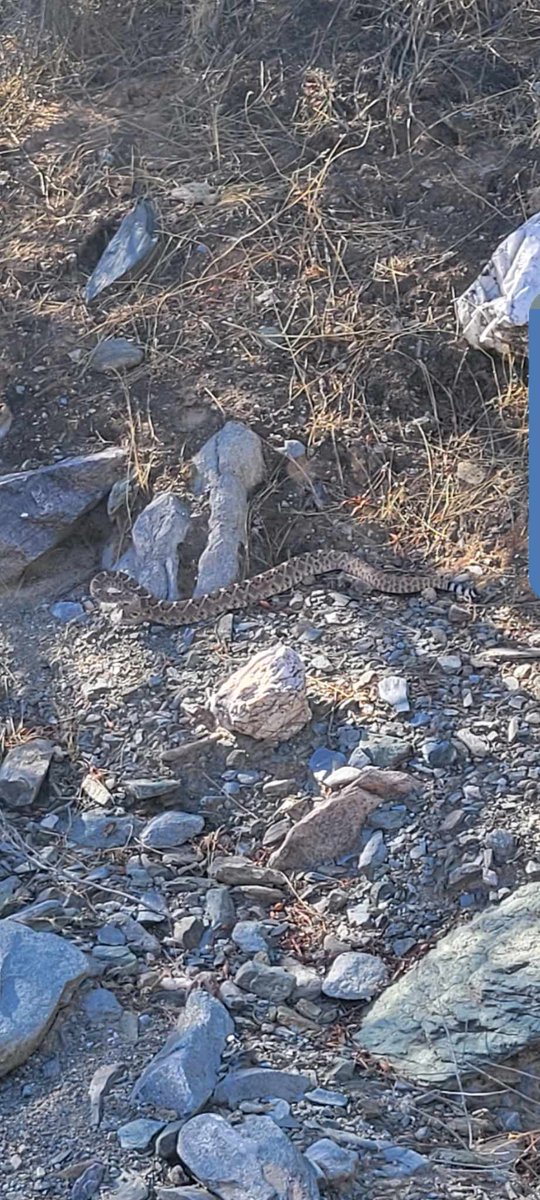 ChrisBond1077's tweet photo. Went on a little hike today and made a new friend. I'm not sure he thought of me as a friend, though. He was shaking his little tail at me #rattlesnake #dreamydrawtrail #trailsnake https://t.co/NzBmdEH6UY