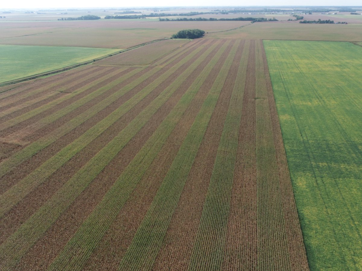 <a href="/CainSeed/">Jeffrey Cain</a> P0924Q early indications here big time holding plant health! 24 bu better than the other one here just picked today.