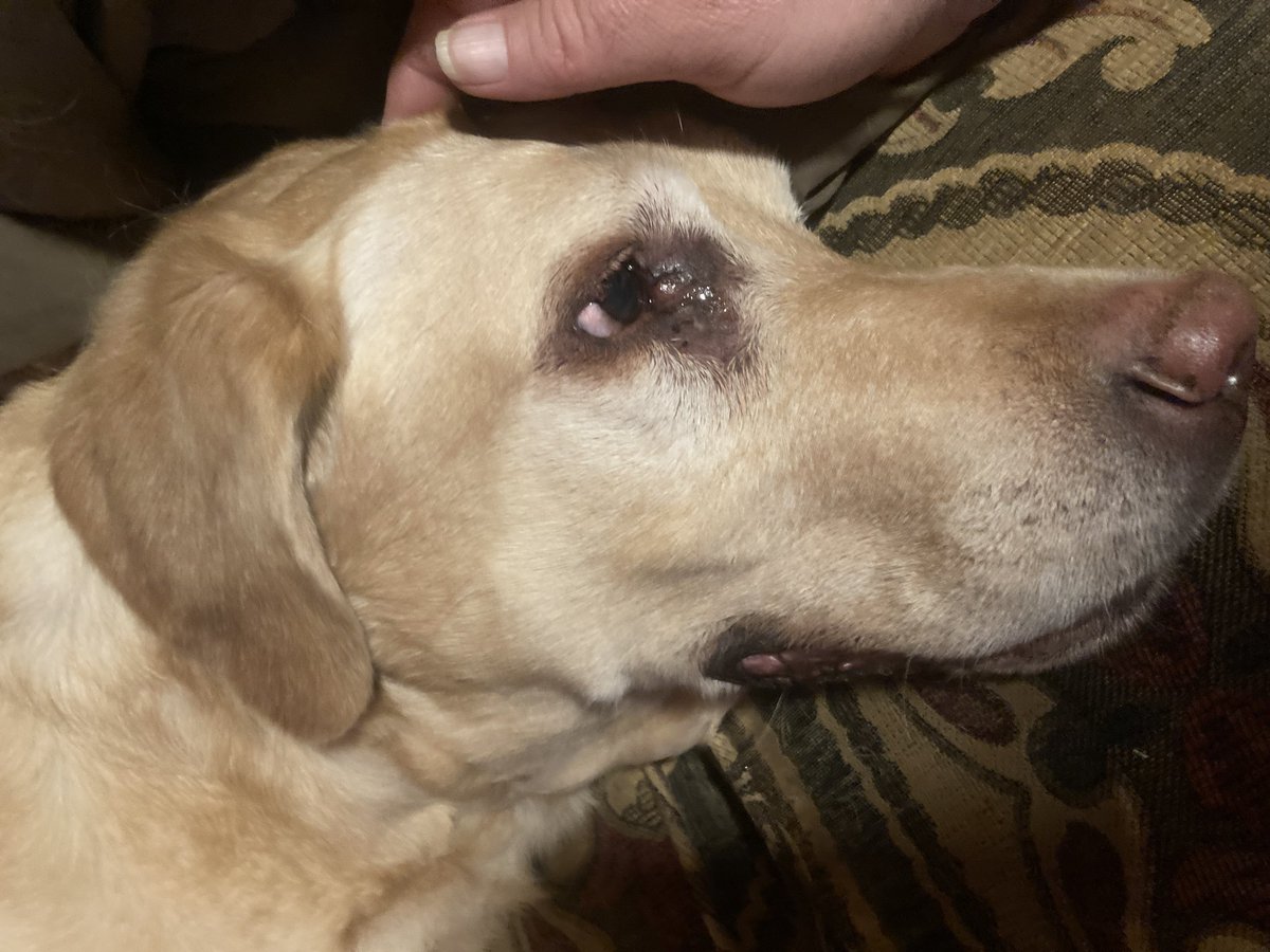 Goodbye my dear sweet buddy. I will miss you terribly. Thank you for being my best friend and saving my life. Get it boy! ❤️❤️❤️