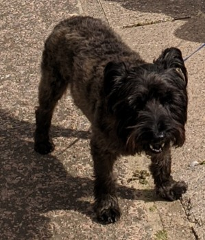 millypod1's tweet photo. 15 SEPT 2023 #Lost FLYNN #Tagged
OLDER Black /Brown Scottish Terrier Male
Front deformed leg.
Kessingland Beach area #Suffolk #NR33
https://t.co/Wc2uNiwPPS https://t.co/56kidv9kKL
