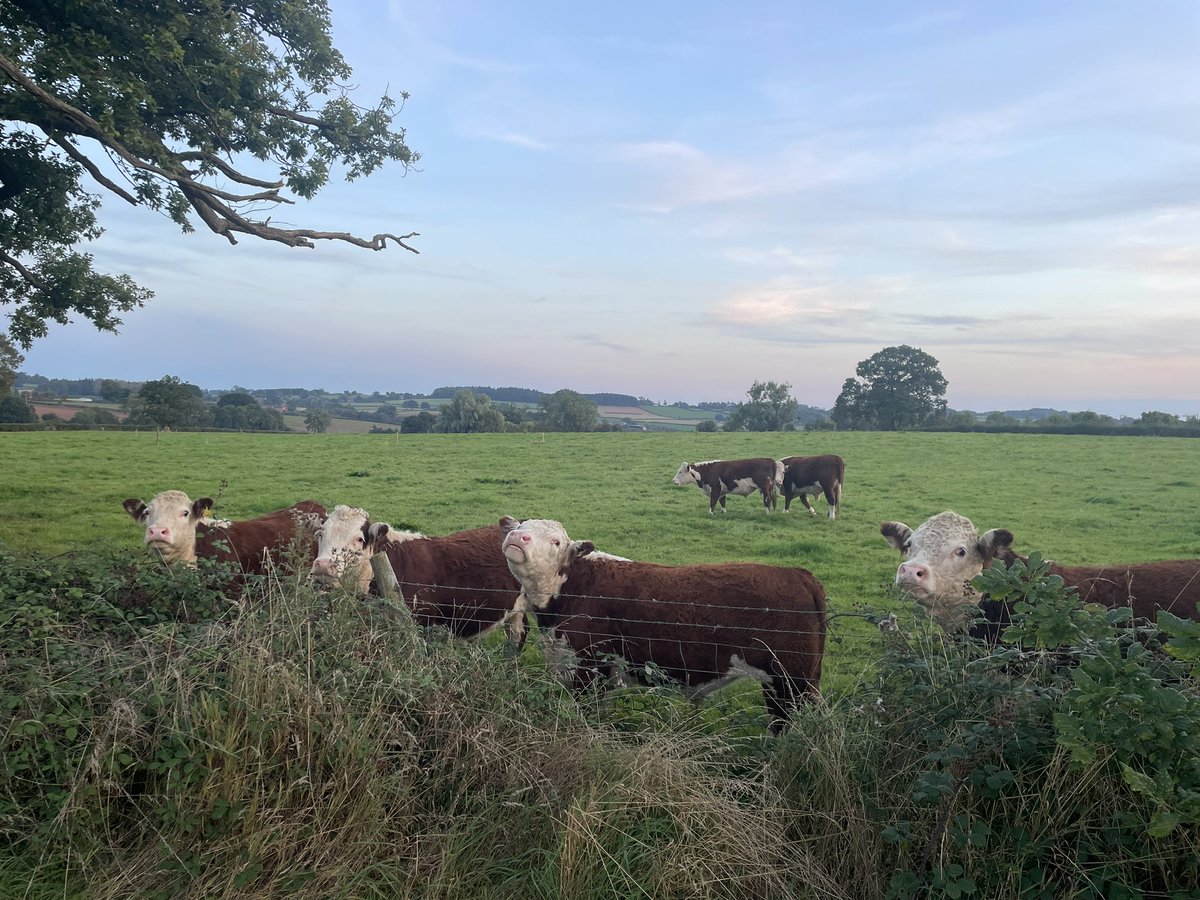 GJ_Hamer's tweet photo. ‘erefords, in ‘erefordshire https://t.co/FAJ9FwR02p