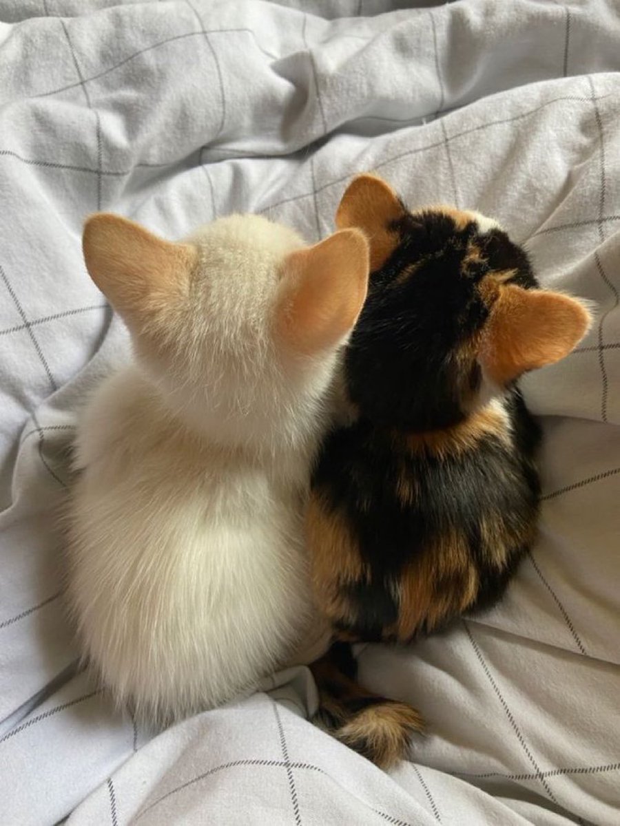 Beautifulcatss tweet picture