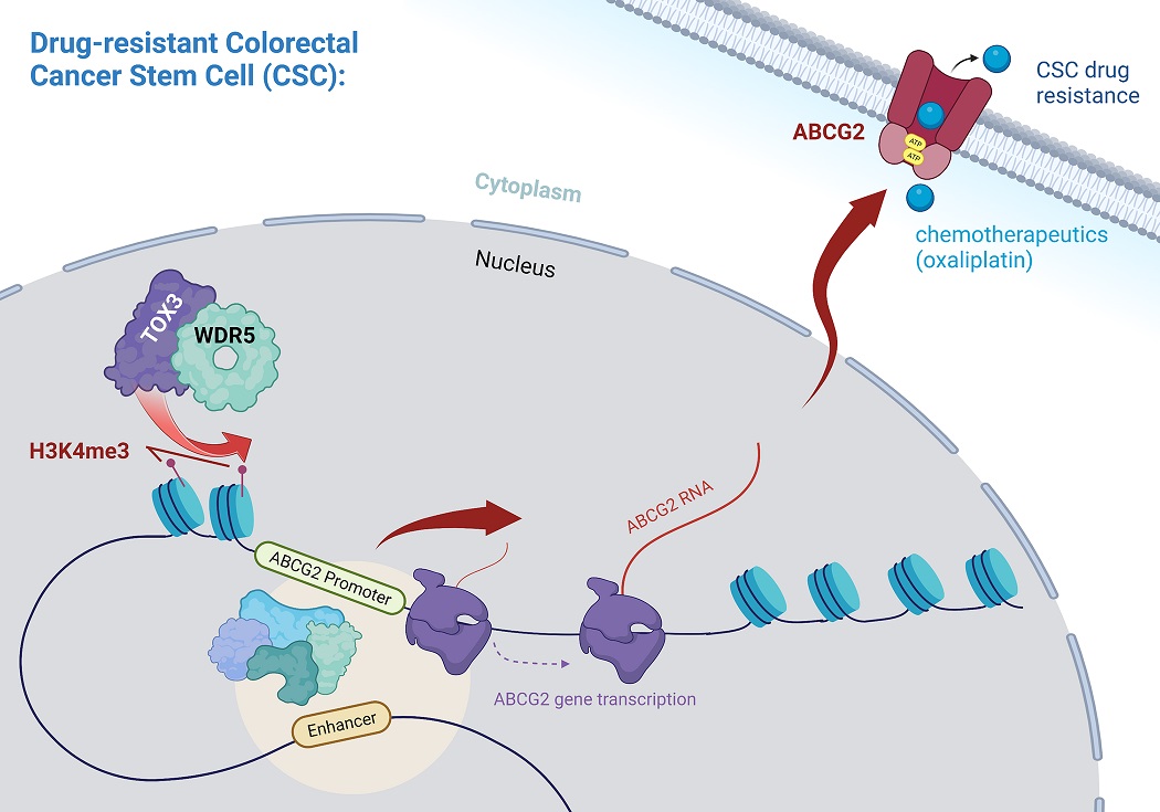 How do #CancerStemCells drive tumor growth &amp; survival? <a href="/cg_hubert/">CGHubert</a> <a href="/SStaufferPhD/">Shaun Stauffer</a> <a href="/JustinLathia/">Justin Lathia, PhD 🧠🕺🏽</a> explore a #PLOSBiology #ColonCancer study revealing a pathway that links epigenetic regulation to self-renewal &amp; resistance Paper: plos.io/3ZliKgx Primer: plos.io/3RpjoYK