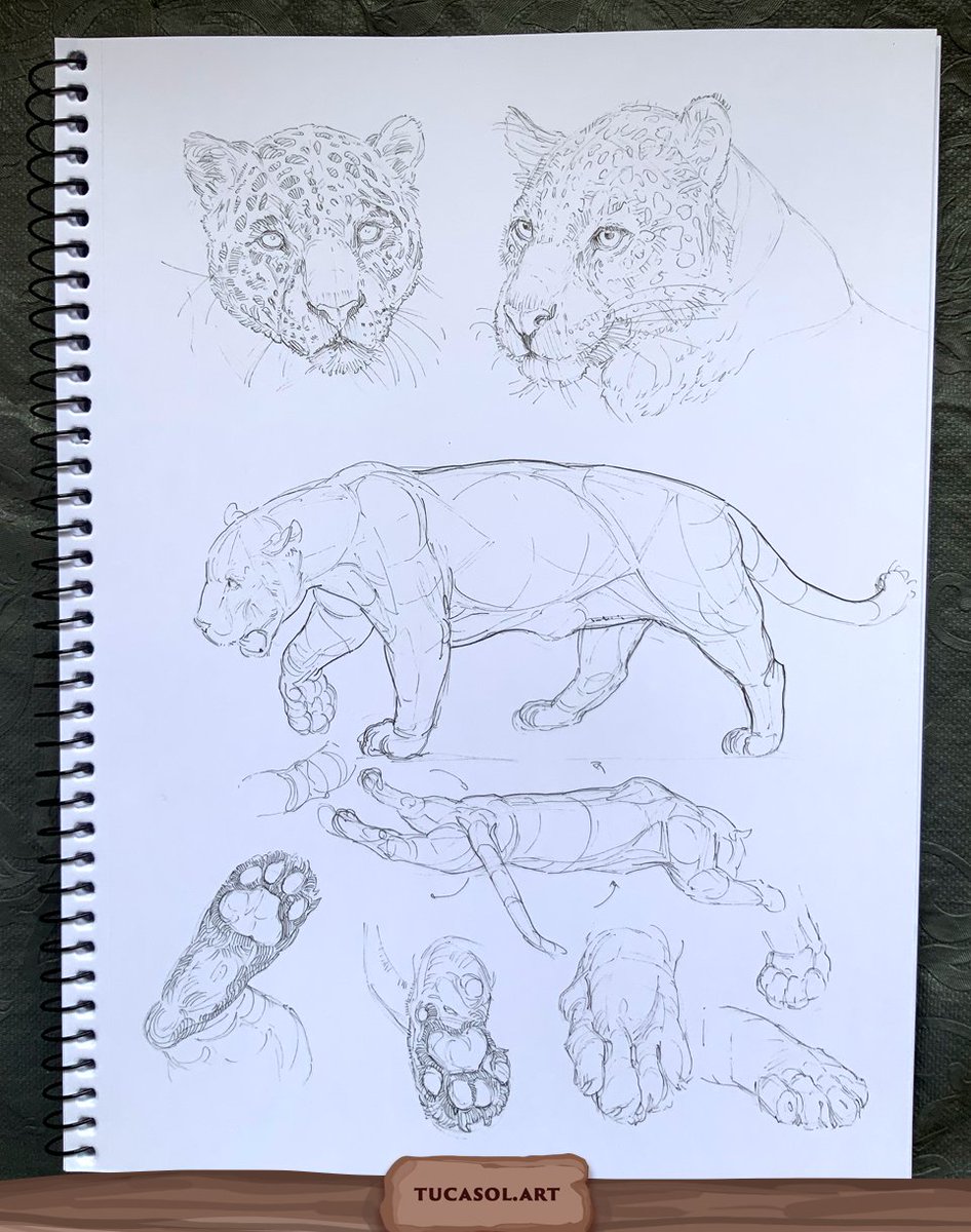 TucaSolArt's tweet photo. [Eng] Today's Jaguar sketch page study. Sketches made straight from pen. 
[BR] Estudo da nossa querida Onça, que fiz hoje. Esboços feitos direto com caneta.  

🖊 Tool: Unipin Fine Line pen. 
🖊️Caneta: Unipin Fine Line
...
#jaguar #onça #onçapintada #pantheraonca #sketch #feline https://t.co/WPQqXIwKyM