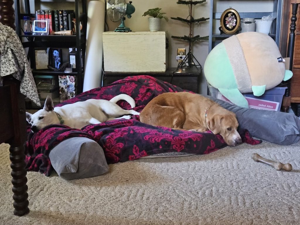 This is what $5 Fridays do pals ♥️ Just a few weeks ago Honey had no hope. Stuck in an outdoor shelter for a YEAR! Now after being treated for heartworm & getting vet care, she shares a comfy bed with her fur-sis! We truly truly thank you!!! 🐾🐾🐾♥️♥️♥️