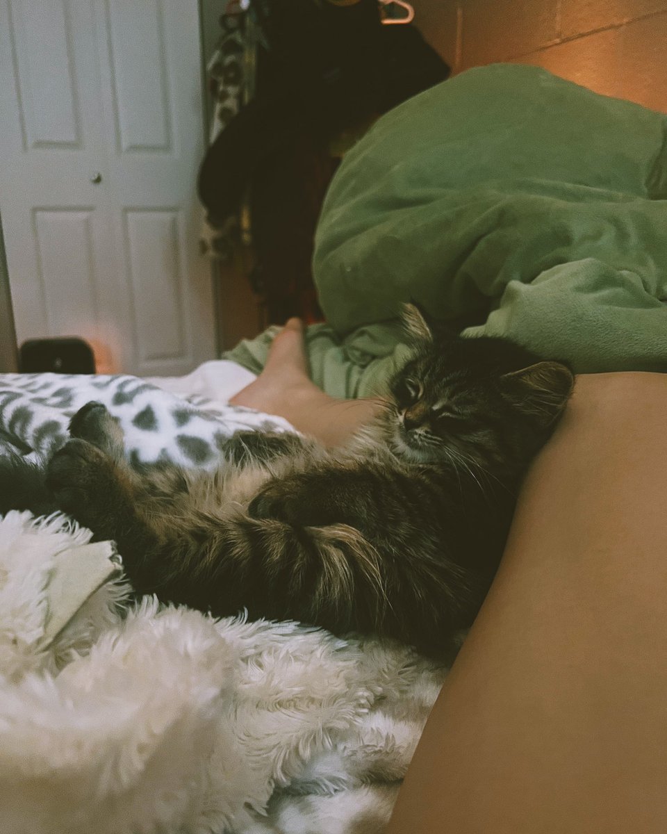 haven’t been on here in ages so meet my cat chugi