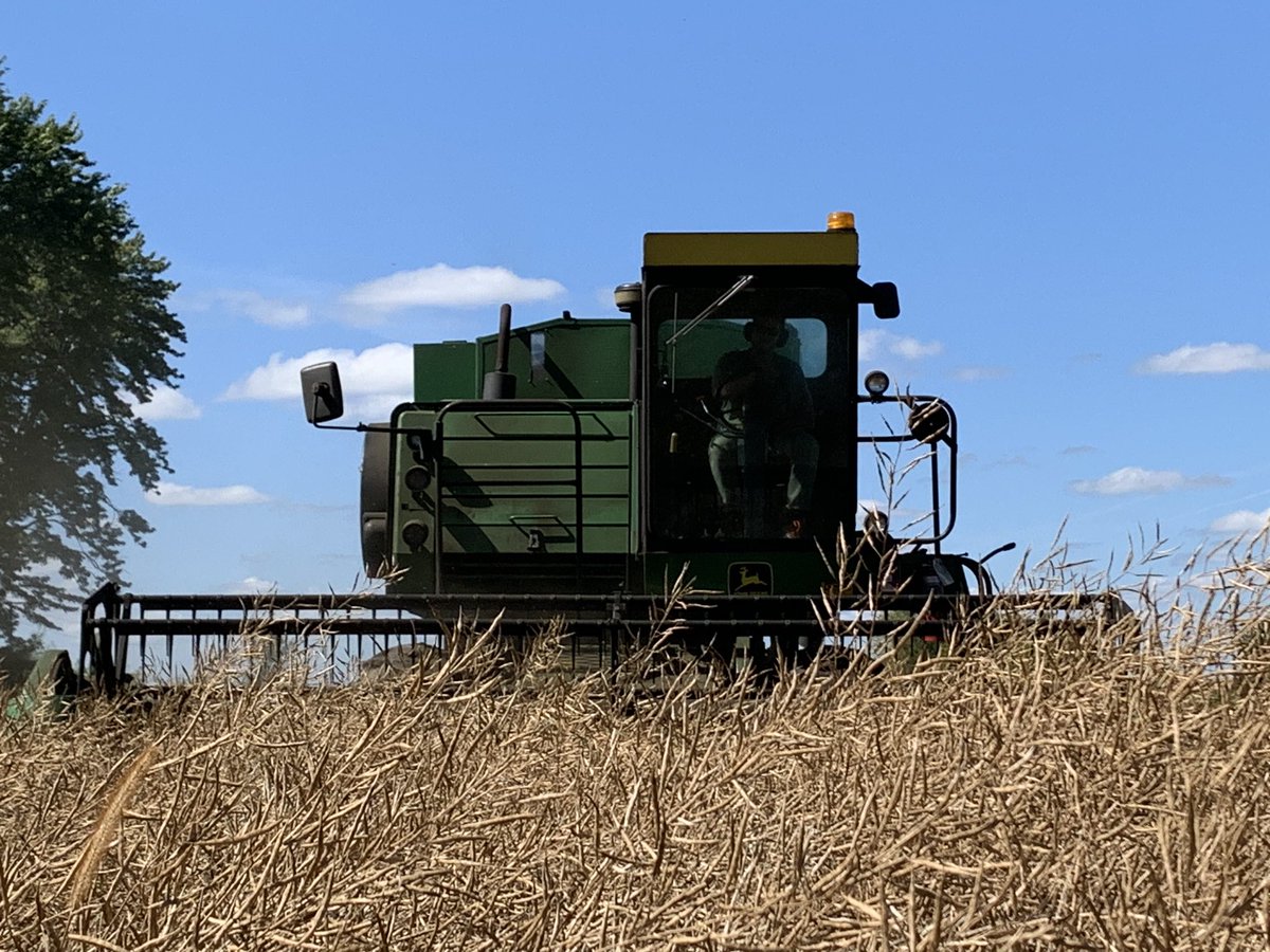 dlunn1's tweet photo. Suns out, it’s a great day for canola harvest. The parent seed from this field will be used for hybrid seed production in 2024. https://t.co/BtxDLHmdg6
