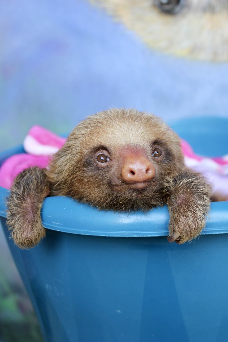 🦥 NEW ARRIVAL: This is Myrtle, a baby Two-Toed Sloth who was found on the ground after she fell from her mother. She came to us with extremely limited mobility in her limbs. 💖 Help us give this little girl the second chance she deserves! Donate at bit.ly/MyrtleCUDDLY
