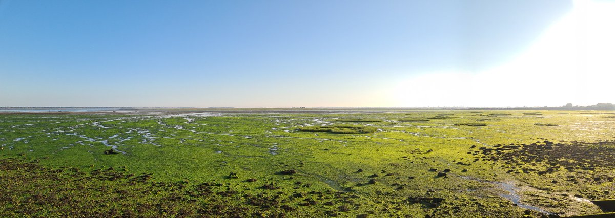 Langstone Harbour, from Bedhampton, today. The internationally important mudflats are under there somewhere. Just a few tufts of spartina poking out above the algae on this part of the shore. #NutrientNeutrality