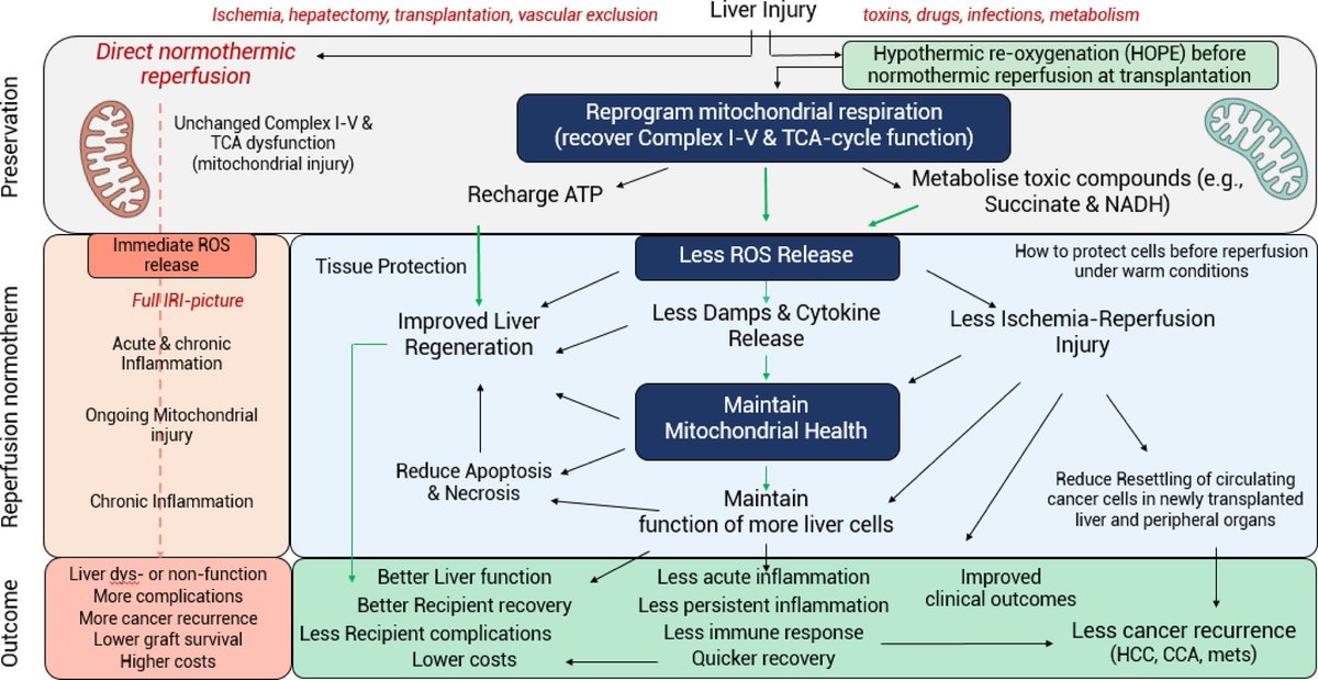 BridgetoLifeLTD's tweet photo. #HOPEfortheWeek: The role of ischemia-reperfusion injury and liver regeneration in hepatic tumor recurrence
Hypothermic Oxygenated Perfusion restores #mitochondrial respiration and oxidative phosphorylation, leading to reduced release of reactive oxygen species, decreasing the inflammatory environment on #tumor recurrence.
Marianna Maspero, Andrea Schlegel, et al.
https://t.co/UUslYZmTEd #HepatocellularCarcinoma #Cholangiocarcinoma #ColorectalLiverMetastasis #LiverResection #LiverTransplantation #MachinePerfusion #OrganPreservation