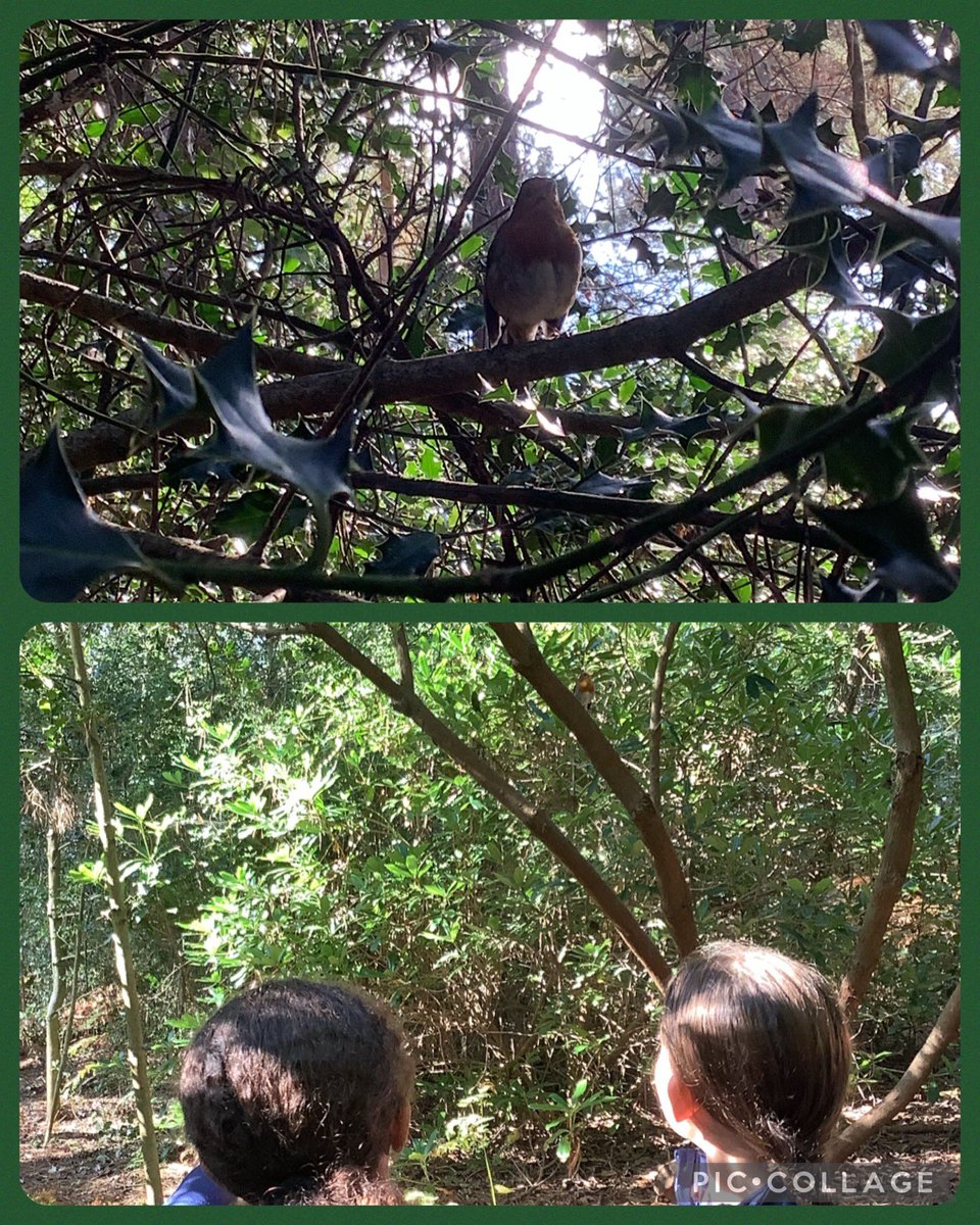 Autumn poetry planning lesson with Year 6, with a welcomed visit from our resident robin Bobby 📝🍃🍂🍁 @THSch_OutdoorEd @TalbotHeathSch #THSchY6