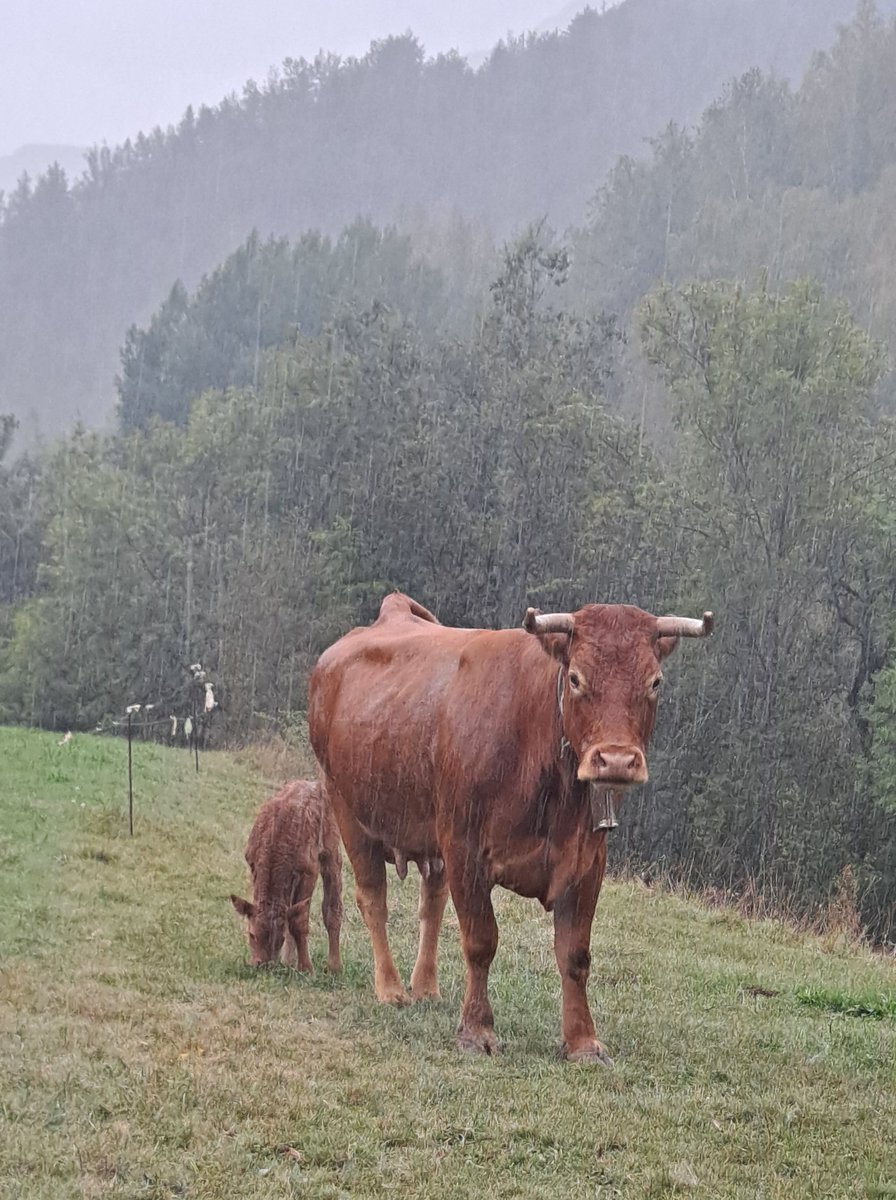 BruixaAvaria110's tweet photo. Qué bonic és quan tot va bé! La Llesta, la vella, ens ha portat un masclet ben eixerit i abans de temps. I ens ha portat aigua!! Dia rodó! 🤩 #ramaderia #ecològica , #extensiva #puraraça #llemosina https://t.co/BI8ucNyh79