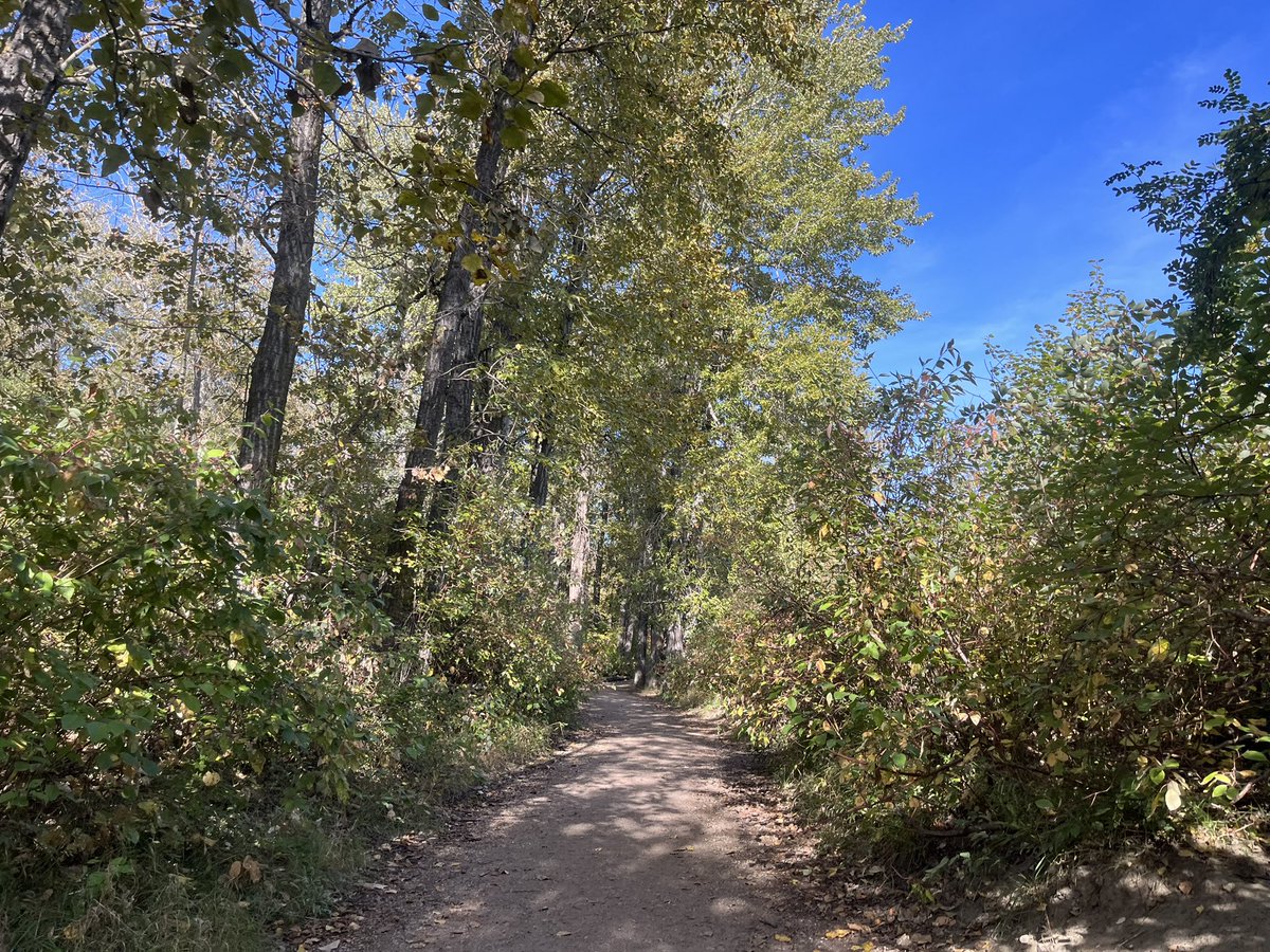 Caseychoma's tweet image. Snuck in the time for a little trail run,  can get enough of the 🍁's. Trying to get my fill before they all fall. #fallrunning #trailrunning #yegvirtualrunningclub #yegrv