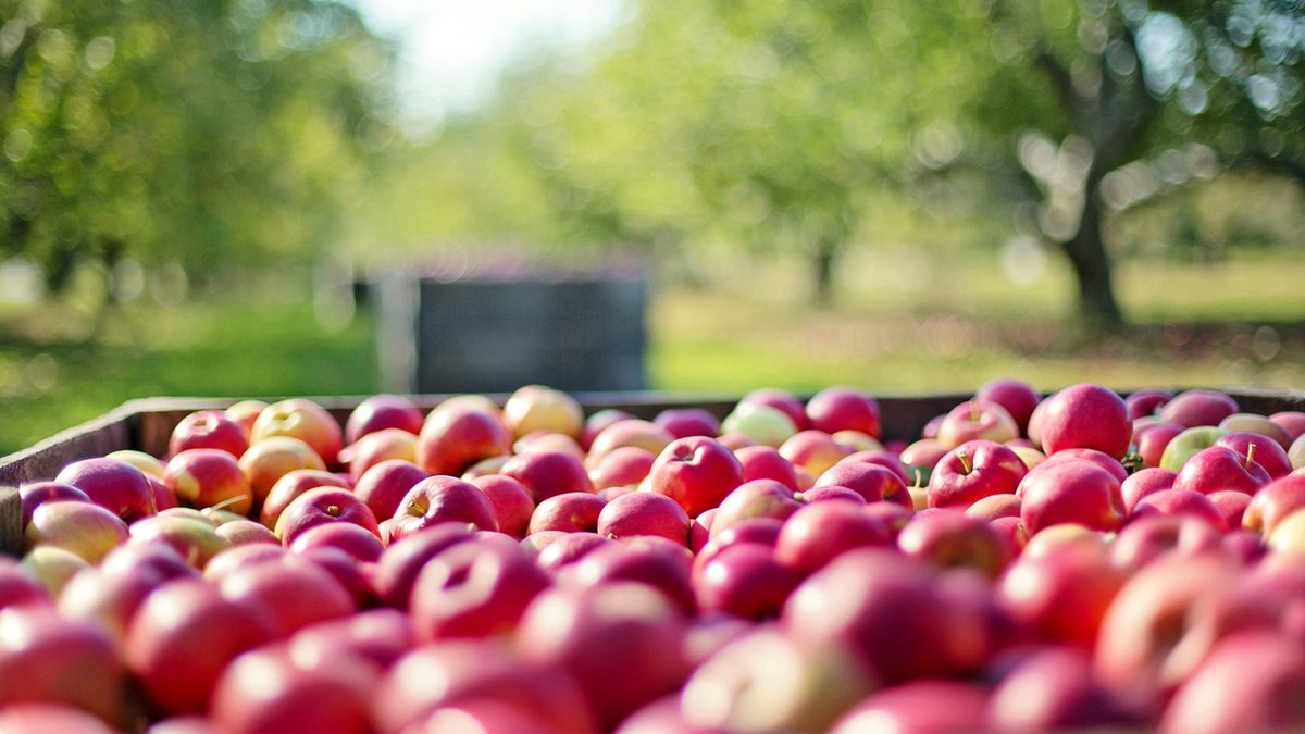 #DYK North Georgia is the center of the state's apple industry? 📷
#GeorgiaGrowsItBest #fruitsandveggies #inseason #georgiagrown