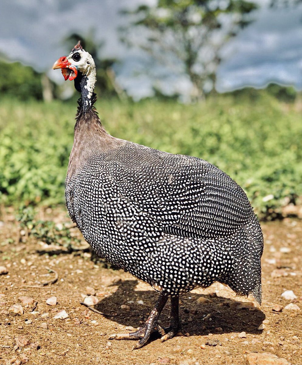 Global_Folder's tweet photo. In Swahili Language they call it Kanga. What do you call it in your Native local language? https://t.co/rhPKn9Gb6E
