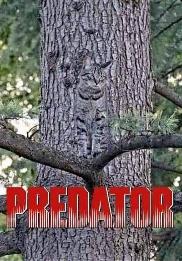 Il Vero PREDATOR 👽 
#Ufo #UFOキャッチャー #Predator #Fantascienza #Film #15settembre #Cat #Usa 🇺🇸 #Italy 🇮🇹 #Rome