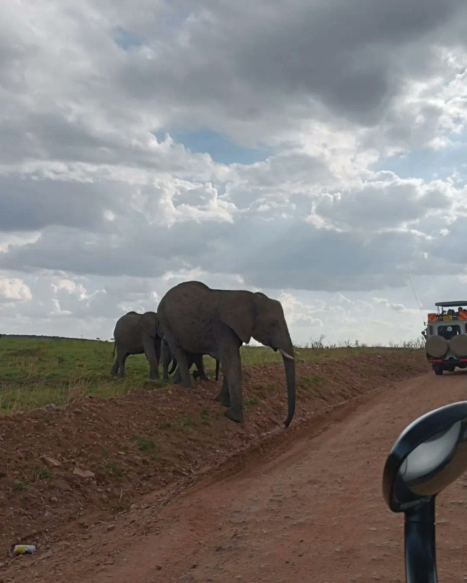 Witnessing the majestic giants of Masai Mara on their journey across the road 🐘
#ElephantCrossing #WildlifeWonders #BeautifyYourSafari #gorgeoussafaris #masaimara #masaimarasafari #exploreKenya #MasaiMaraMagic #SafariDreams #MasaiMaraAdventures #keniasafari