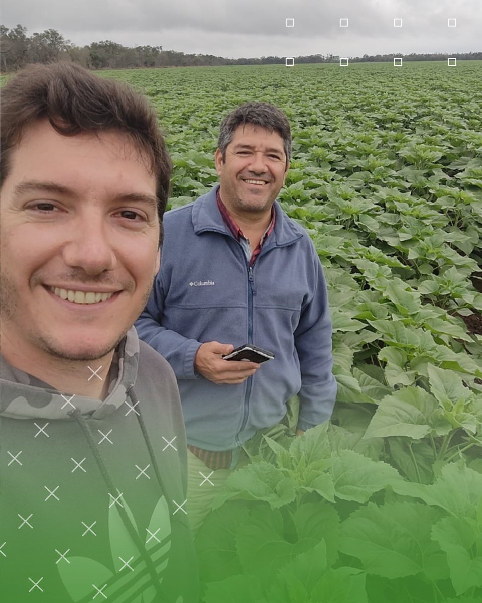 SYN 3970CL sembrado el 14 de julio 🌻 

Colonia Perín, Formosa 📍

#Dionisi •