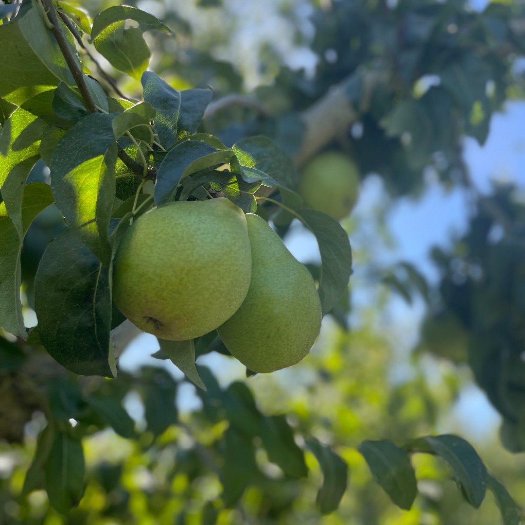 Mt. Adams Institute tweet media