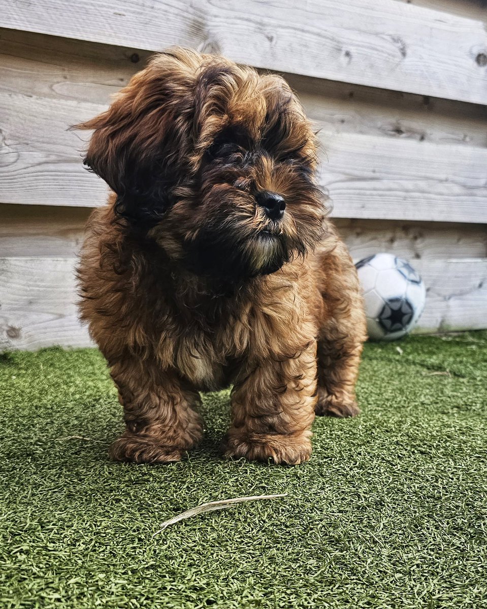 Chester een pup van 3 mnd oud... meent dat die al een flinke kerel is🤣🤣🤣