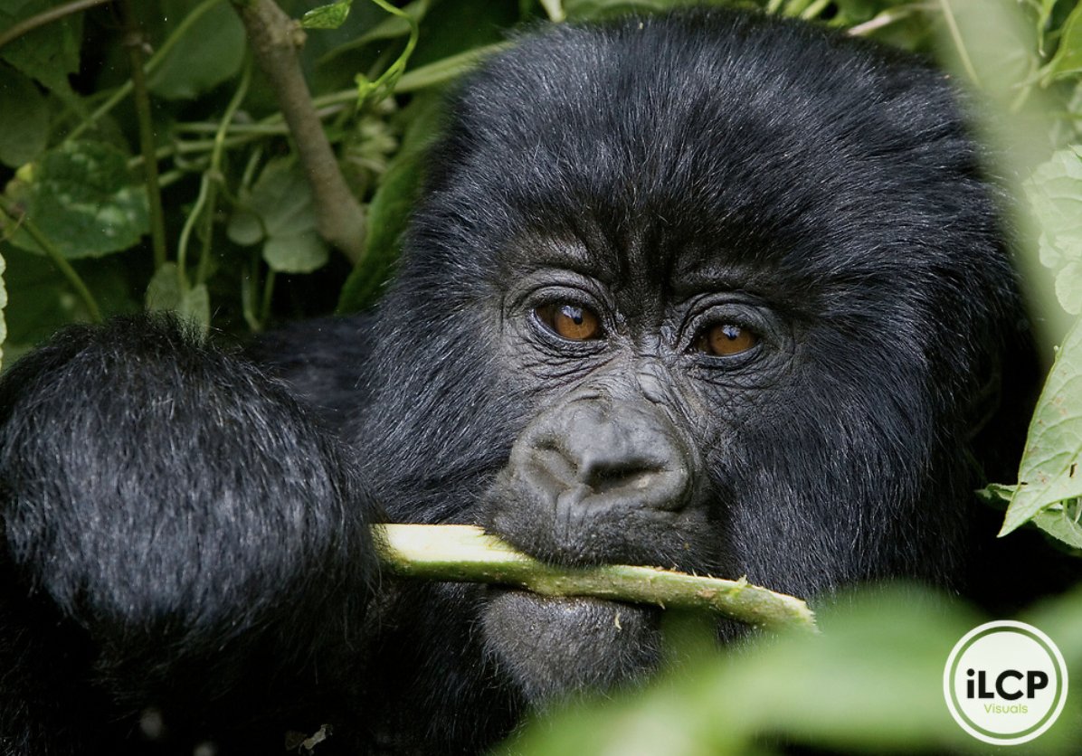 A juvenile gorilla eating a stalk.

© Beverly Joubert / iLCP
_______
#ilcp #ilcp_photographers #wildlifephotography #gorilla #primate #gorillaconservation #africanwildlife