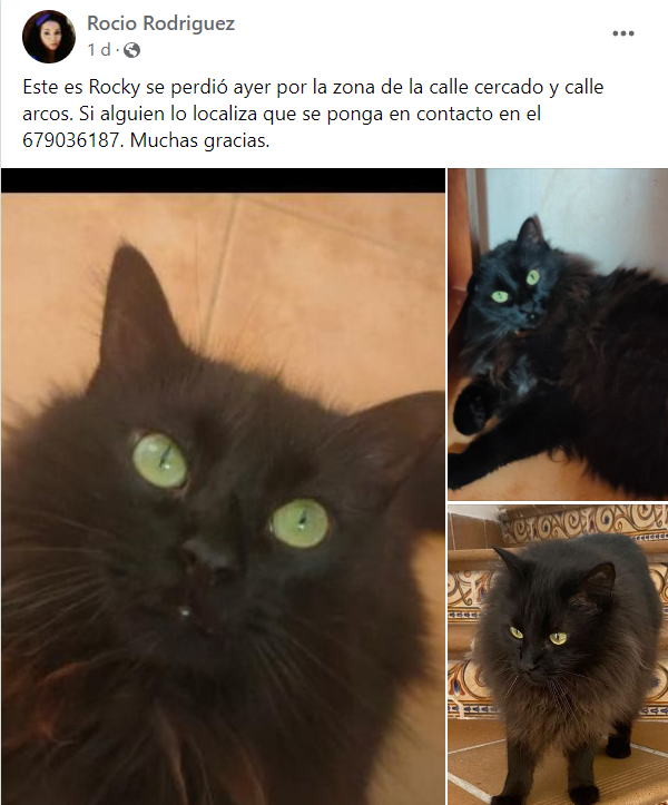 ofidiovenenoso's tweet photo. Hola, se ha perdido este gato en Albolote si lo veís llamad al 679036187!
Se agradece RT https://t.co/VUgI6MPRxX