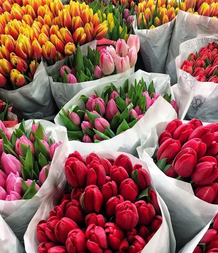 tulips