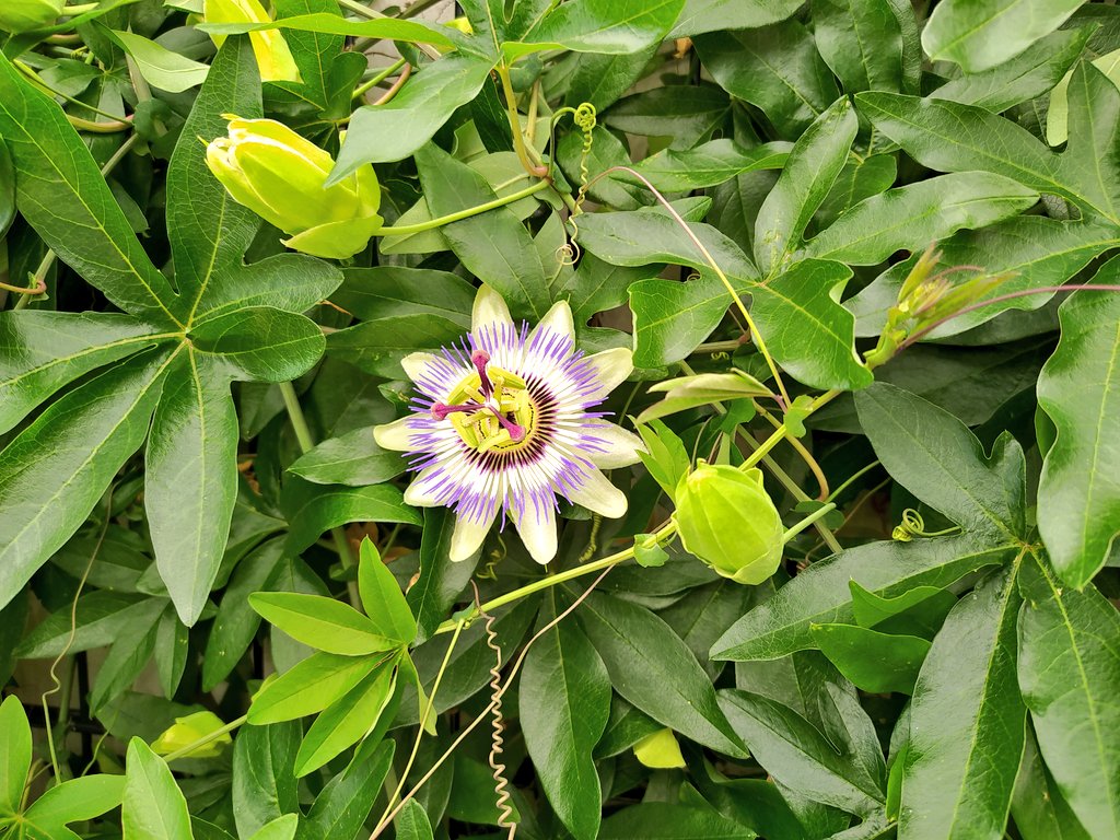 #JedeWocheEinFoto
KW 37/23
Erst auf den zweiten Blick

... Die Knospen