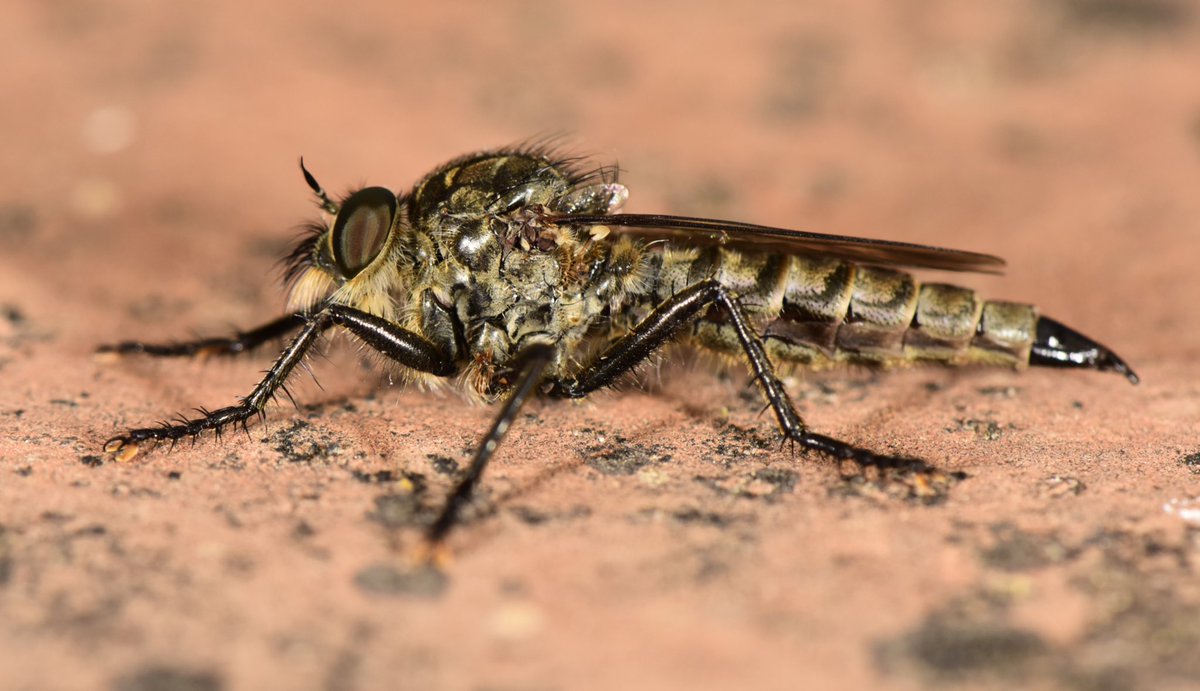 miqbo's tweet photo. (Assilidae).
#assilidae #dípter #diptera
20230910 Sant Gregori. https://t.co/YSOZqd0T7O