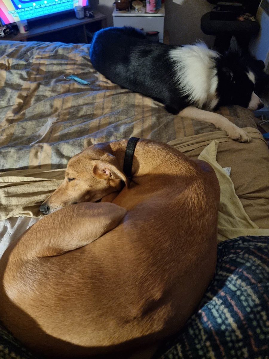 a05184114's tweet photo. Think I've managed to tire these two out after my episode that happened earlier today

#lurcher #lurcherdog #benji #sighthound #lurcherlife #lurcherlove #bordercollie #bordercolliedog #lola #herdingdog #bordercollielife #bordercollielove #helpfuldogs https://t.co/vill0dCu6b