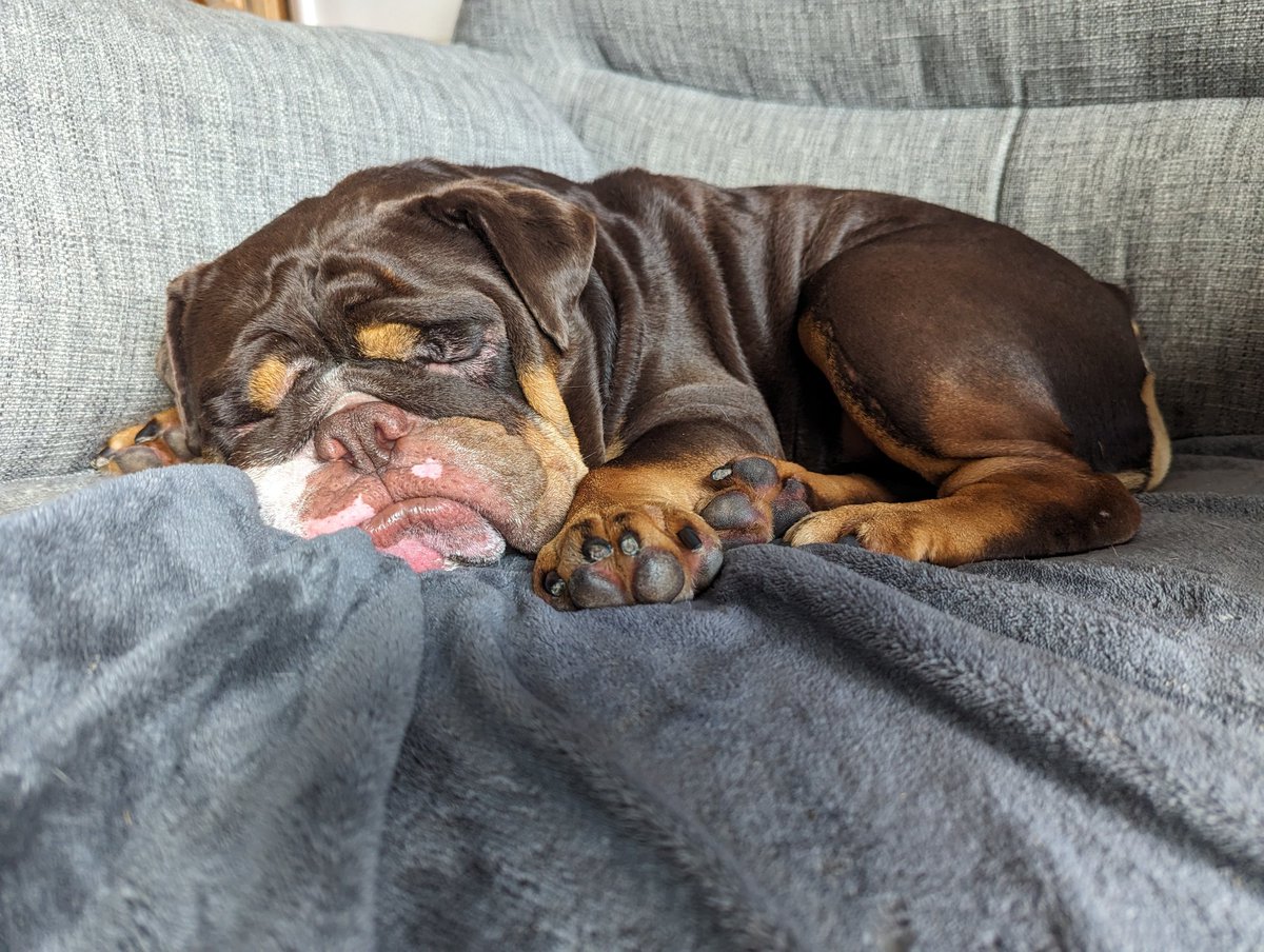 It's Friday. It's been a long week. We're all tired here.. #furballfridays