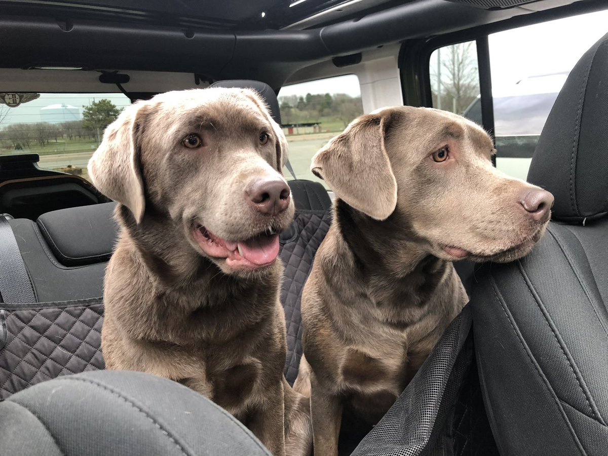 imcolee's tweet photo. @jakesilverlab Happy birthday from your puppy cousins! https://t.co/HfaAGguWtC