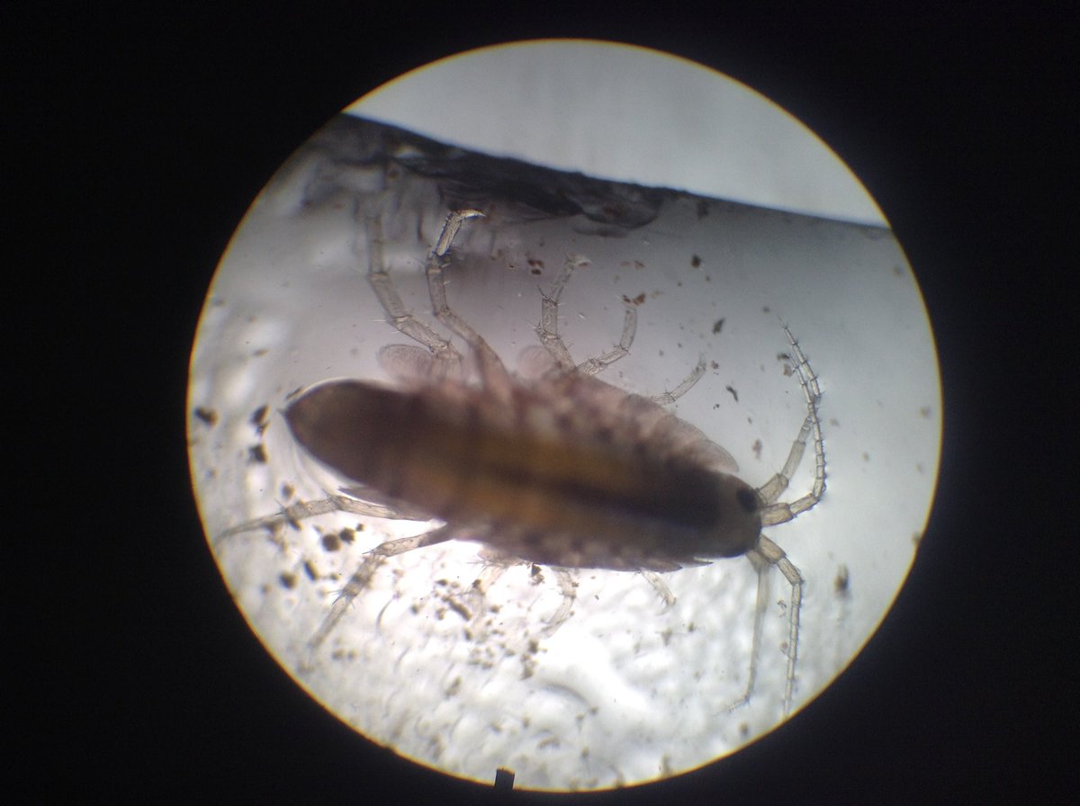 Ms_Pownall's tweet photo. We explored different creatures from pond water under microscopes. Definitely a favourite activity from our day! Here is some of the amazing things we found! https://t.co/z5KNz9LqWf