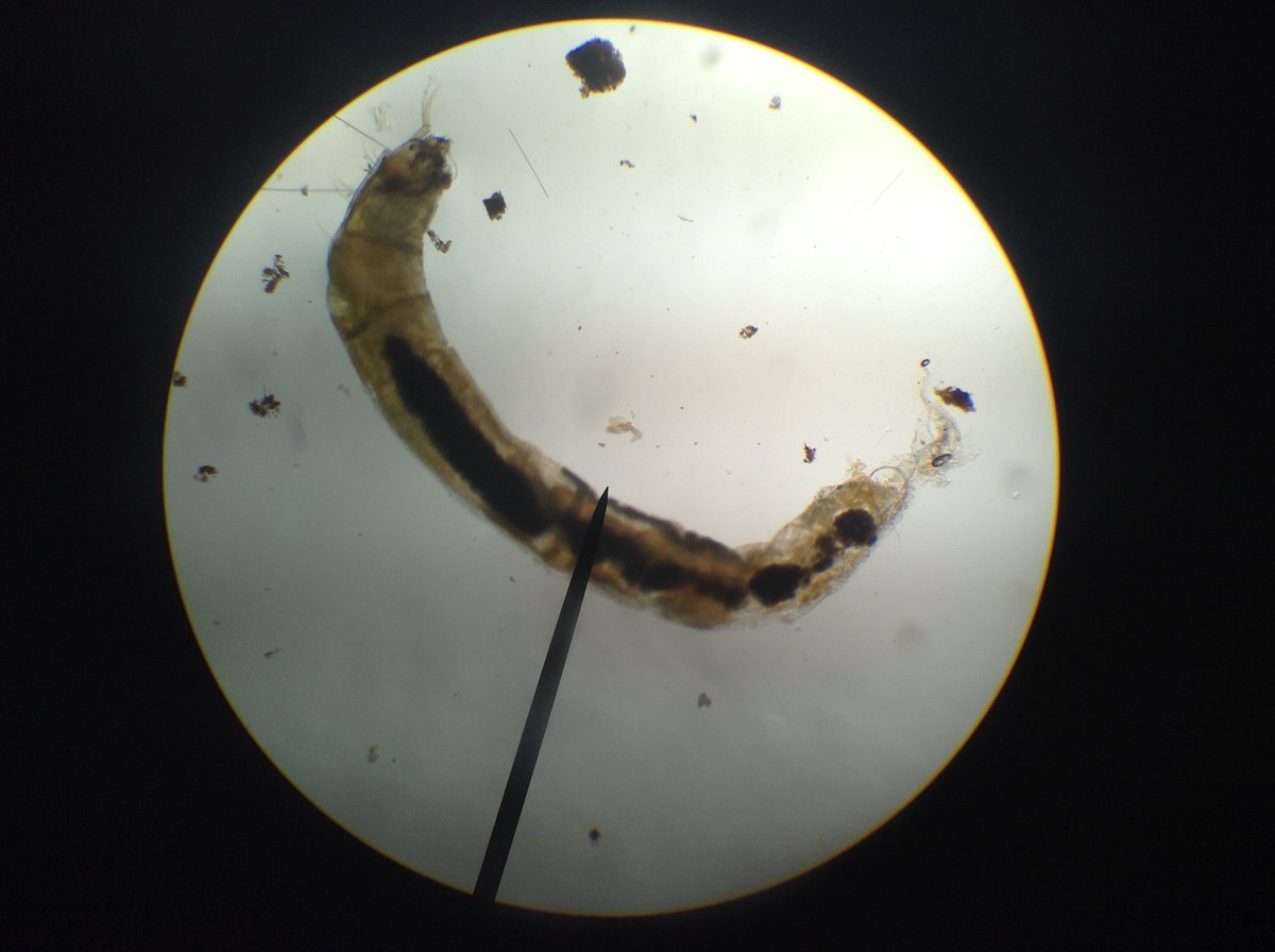 We explored different creatures from pond water under microscopes. Definitely a favourite activity from our day! Here is some of the amazing things we found!