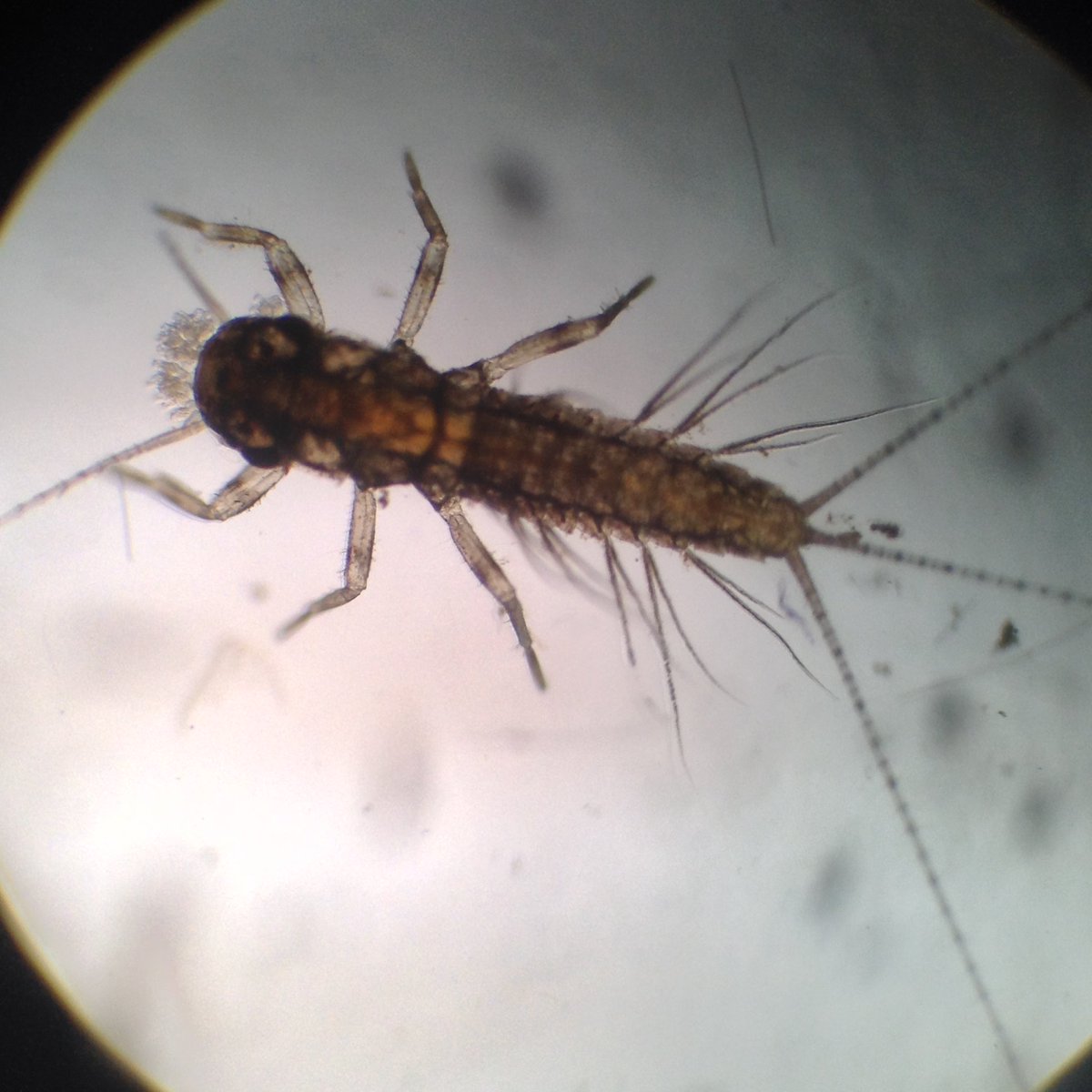 Ms_Pownall's tweet photo. We explored different creatures from pond water under microscopes. Definitely a favourite activity from our day! Here is some of the amazing things we found! https://t.co/z5KNz9LqWf