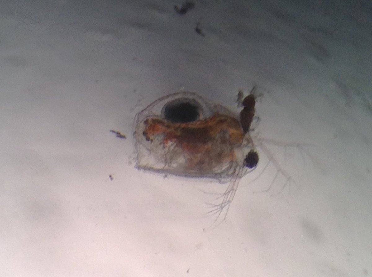 Ms_Pownall's tweet photo. We explored different creatures from pond water under microscopes. Definitely a favourite activity from our day! Here is some of the amazing things we found! https://t.co/z5KNz9LqWf