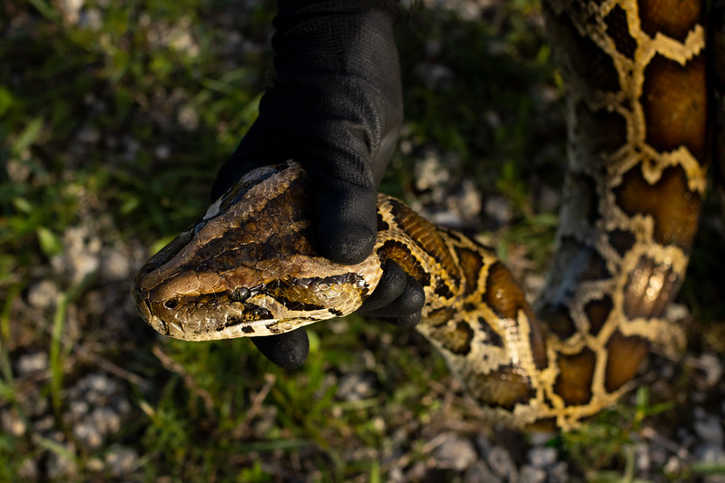 MyFWC's tweet photo. Thanks, @GovRonDeSantis, for your leadership and support of #Everglades conservation and invasive species removal through the #FLPythonChallenge! Learn more about #python removal and control efforts at https://t.co/MeYKvkB1bT and https://t.co/V8DSOKAnnc https://t.co/SdLP9IMTBe