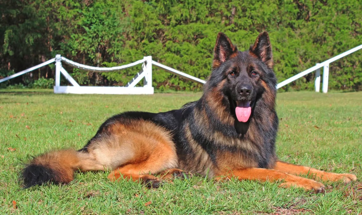 This is the face of a $47,000 dog 😯

Why?  b/c this is one of the best trained guard dogs you can find in the world courtesy of <a href="/HarrisonK9AE/">Harrison K9*</a> 

Last week we broke down the business of high performance protection dogs