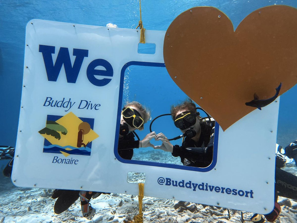 Buddy Dive tweet media
