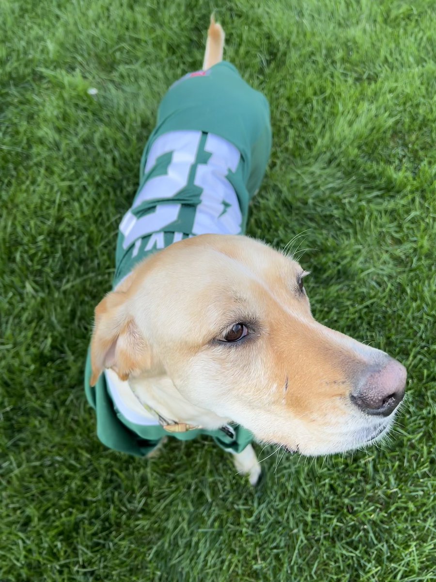 Go get ‘em Wildcats 🏈!! #NoviPride <a href="/NCSDTherapyDogs/">NCSD Therapy Dogs 🧩🦮💚</a> <a href="/novifootball/">Novi Football</a>