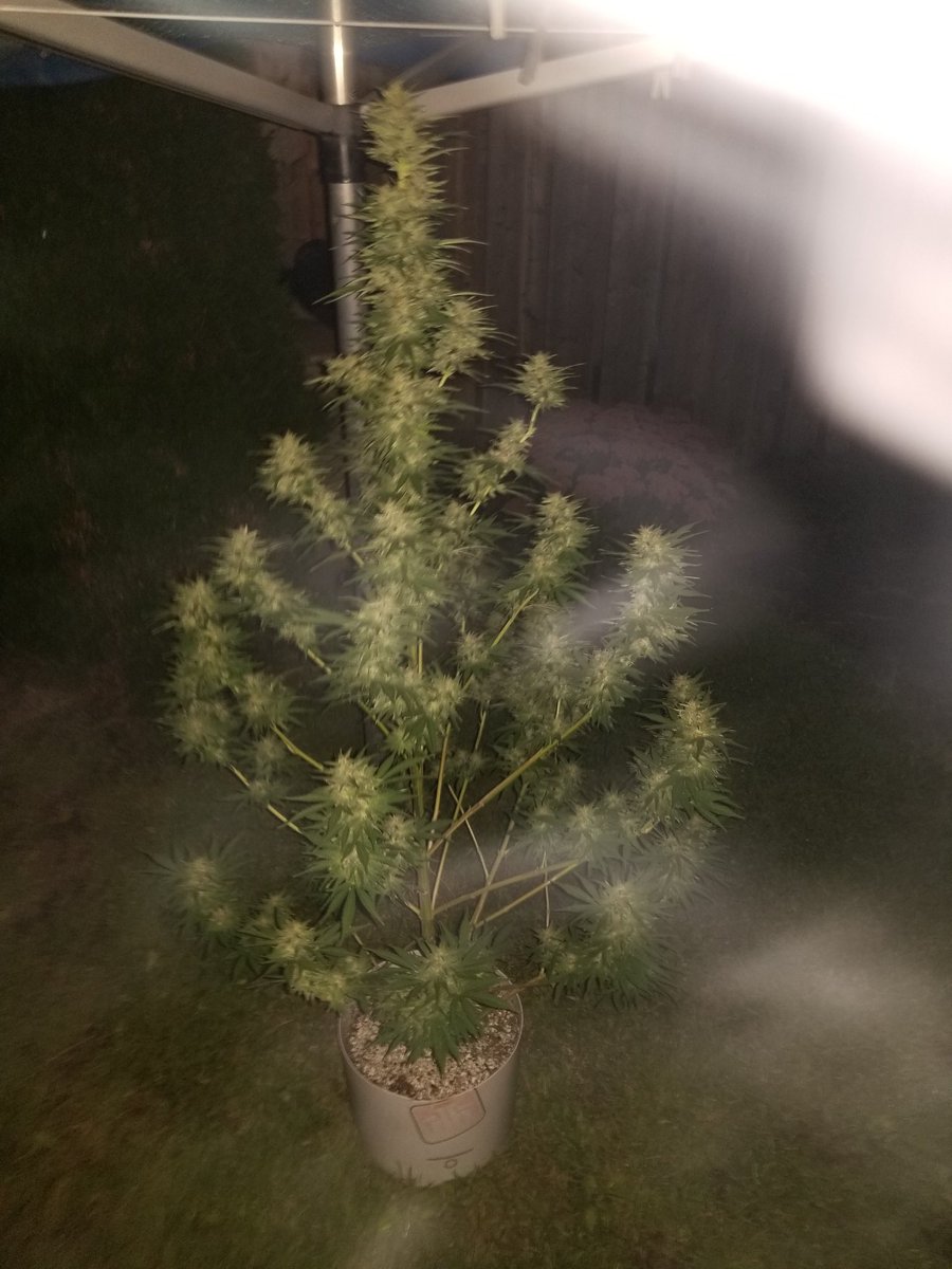 RBGWeed705's tweet photo. 2023 Cheese kush plants https://t.co/kaDRGnUFtL