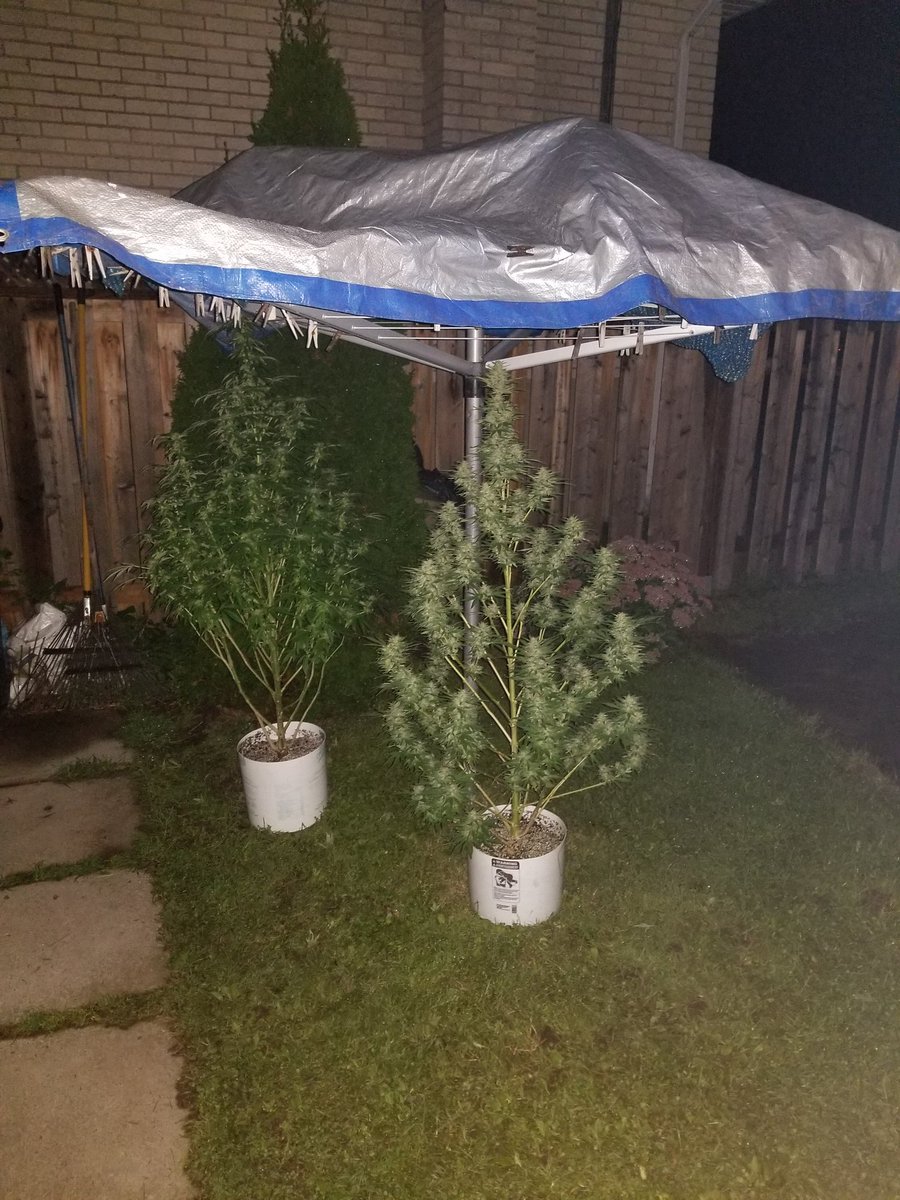 RBGWeed705's tweet photo. 2023 Cheese kush plants https://t.co/kaDRGnUFtL