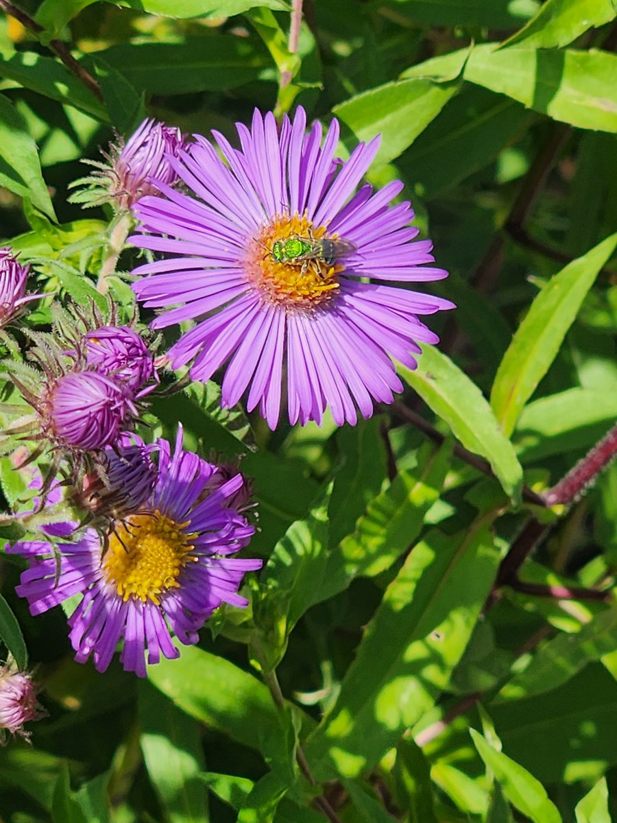 Today <a href="/adelaide_hwdsb/">Adelaide Hoodless PS</a> our garden shared a gift! #greenbees !! Ohh the learning today!!! Beautiful!! Thanks to 4a for sharing. #hwdsb