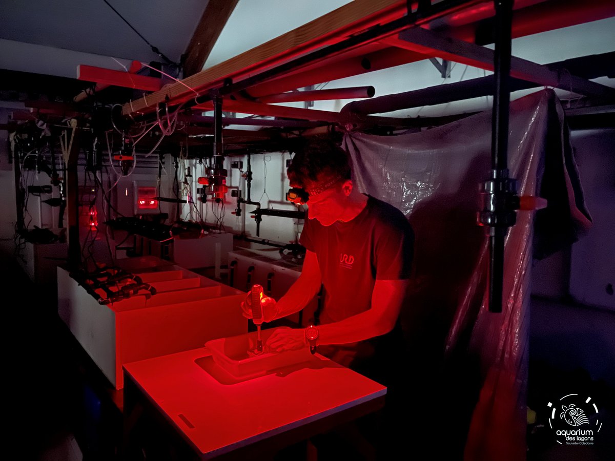 Lab. of Marine Biology and Ecology (@laboratory_and) on Twitter photo ReCoVer project : the experiments have bugun at <a href="/AquariumDLagons/">Aquarium des Lagons</a>! #ReCoVer #Coralreefs #Globalwarming
<a href="/CNRS/">CNRS 🌍</a> <a href="/ird_fr/">IRD.fr</a> <a href="/UMREntropie/">Entropie - Tropical Marine Ecology Lab.</a> <a href="/unc_nc/">Université de la Nouvelle-Calédonie</a> <a href="/laboratory_and/">Lab. of Marine Biology and Ecology</a> and others
To find out more about the project and partners: mer-de-corail.gouv.nc/fr/actualites/… ReCoVer project : the experiments have bugun at <a href="/AquariumDLagons/">Aquarium des Lagons</a>! #ReCoVer #Coralreefs #Globalwarming
<a href="/CNRS/">CNRS 🌍</a> <a href="/ird_fr/">IRD.fr</a> <a href="/UMREntropie/">Entropie - Tropical Marine Ecology Lab.</a> <a href="/unc_nc/">Université de la Nouvelle-Calédonie</a> <a href="/laboratory_and/">Lab. of Marine Biology and Ecology</a> and others
To find out more about the project and partners: mer-de-corail.gouv.nc/fr/actualites/…